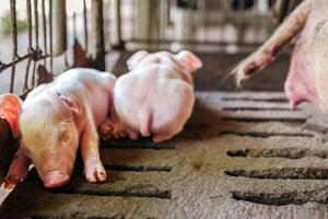 A week-old piglet cute newborn close your eyes and sleeping on the pig farm with other piglets, Close-up photo