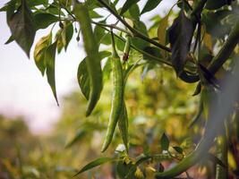 Green chilli in the garden, organic green chilli growing on chilli tree photo