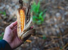 Close-up of harvest dried corn cobs in farmer hand holding photo