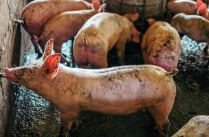 Dirty pig bodydrinking water in the farm. Group of Pig indoor on a farm swine in the stall.pig drinking water on the farm photo