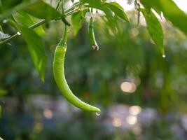 Green chilli in the garden, organic green chilli growing on chilli tree photo