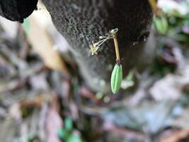 Raw small green cacao pods and cocoa flower. growing young cocoa fruit hanging on a tree cocoa photo