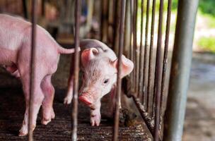 Many piglet cute newborn in the pig farm with other piglets, Close-up of masses piglets in pig farm photo