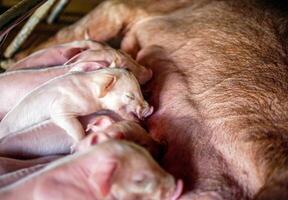 de cerca de pequeño masas cerdito Bebiendo Leche desde pecho en el granja, una semana de edad recién nacido cerdito es mamón desde sus madre en cerdo granja foto