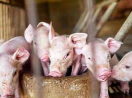 Many piglet cute newborn in the pig farm with other piglets, Close-up of masses piglets in pig farm photo