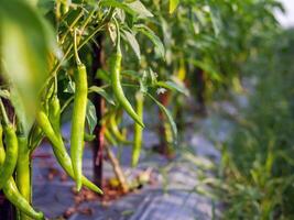 Green chilli in the garden, organic green chilli growing on chilli tree photo