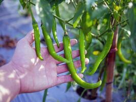 Organic green chilli growing in famer hand photo