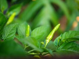 Green young chili peppers on the chili tree photo