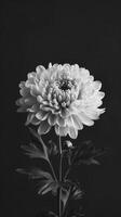 ai generado monocromo foto de un blanco flor en contra negro antecedentes