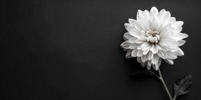 AI generated Monochrome photo of white flower on black background. Copy Space