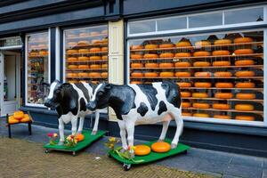 Cheese shop with heads of cheese in shop window and cow statues in Netherlands photo