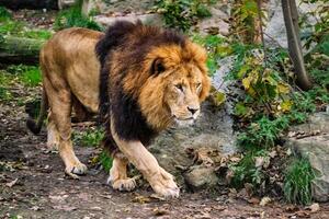 Lion in jungle forest in nature photo