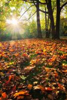 Golden autumn fall October in famous Munich relax place   Englishgarten. Munchen, Bavaria, Germany photo