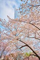 Blooming sakura cherry blossom alley in park photo