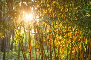 Sun shining through bamboo leaves photo