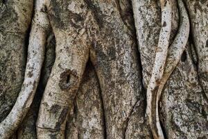 Textura de corteza de tronco de árbol cerrar foto