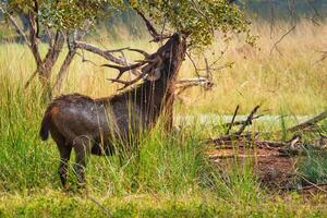 Male sambar Rusa unicolor deer in Ranthambore National Park, Rajasthan, India photo