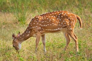 Young female chital or spotted deer in Ranthambore National Park. Safari, Rajasthan, India photo