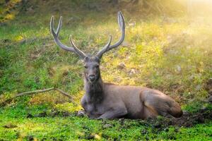 hermosa masculino sambar rusa unicolor ciervo descansando en el ranthambore nacional parque, rajastán, India. foto