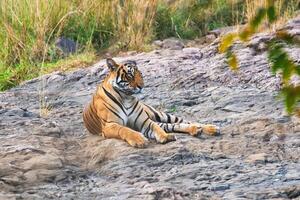 hermosa real Bengala Tigre descansando en ranthambore nacional parque, rajastán, India foto