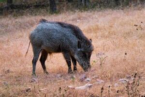 Indian wild boar grazing in Ranthambore National Park, Rajasthan, India photo