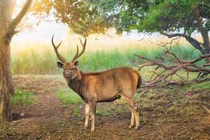 Male sambar Rusa unicolor deer in forest of Ranthambore National Park, Rajasthan, India photo