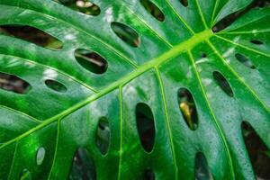 Monstera deliciosa leaf photo