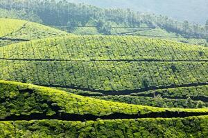 Tea plantations. Munnar, Kerala, India photo