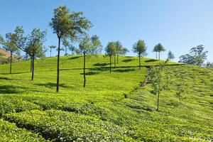 té plantaciones munar, kerala, India foto