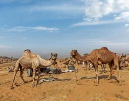 camellos a Pushkar mela Pushkar camello justa , India foto