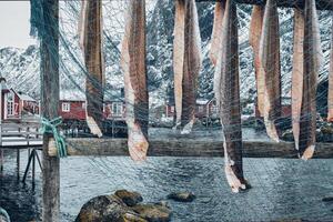 el secado pescado de seco bacalao en nusfjord pescar pueblo en Noruega foto