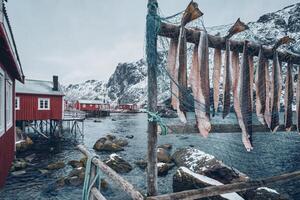 Drying stockfish cod in Nusfjord fishing village in Norway photo