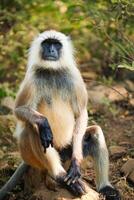 indio común gris langur o Hanuman langur mono comiendo en ranthambore nacional parque, rajastán, India foto