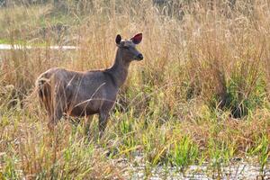 hembra azul toro o nilgai asiático antílope caminando en ranthambore nacional parque, rajastán, India foto