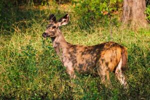 hembra azul toro o nilgai asiático antílope en pie en ranthambore nacional parque, rajastán, India foto