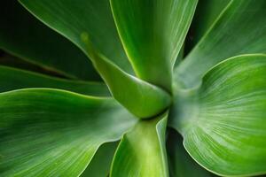 Agave attenuata aka foxtail agave or lion's tail agave leaves photo
