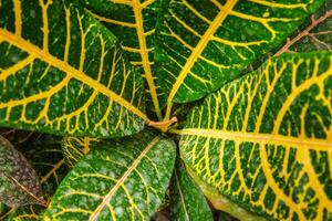 Garden croton Codiaeum variegatum aka variegated croton photo