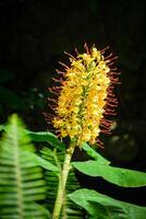 Hedychium gardnerianum aka the Kahili ginger, Kahila garland-lily or ginger lily flower photo