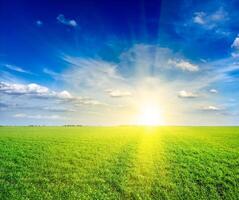 Field of green fresh grass under blue sky photo