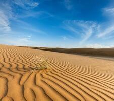 Dunes of Thar Desert, Rajasthan, India photo