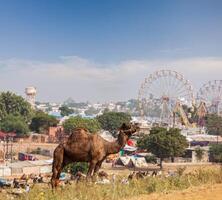 camellos a Pushkar mela Pushkar camello justo, India foto