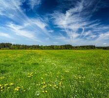 Summer meadow field with flowers photo