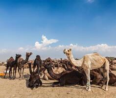 camellos a Pushkar mela Pushkar camello justo, India foto