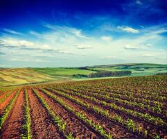 Rolling fields of Moravia photo