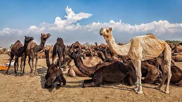 camellos a Pushkar mela camello justo, India foto