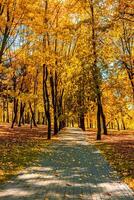 Autumn in park photo