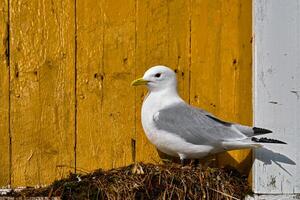 Seagull bird close up photo