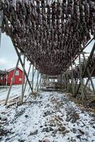 Drying flakes for stockfish cod fish in winter. Lofoten islands, photo