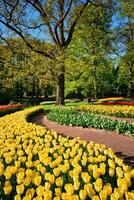 Blooming tulips flowerbeds in Keukenhof flower garden, Netherlan photo