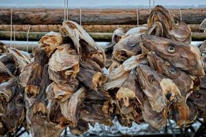 Drying stockfish cod heads in Reine fishing village in Norway photo